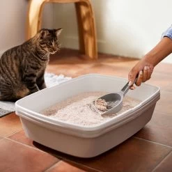 Frisco Natural Unscented Clumping Grass Cat Litter -Frisco 132396 PT4. AC SS1800 V1659023512