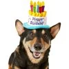 Frisco Birthday Cake Dog & Cat Hat -Frisco 139518 MAIN. AC SS1800 V1540401491
