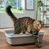 Frisco Sifting Cat Litter Box, Large 2 Frisco Sifting Cat Litter Box, Large -Frisco 155658 MAIN. AC SS1800 V1675280052