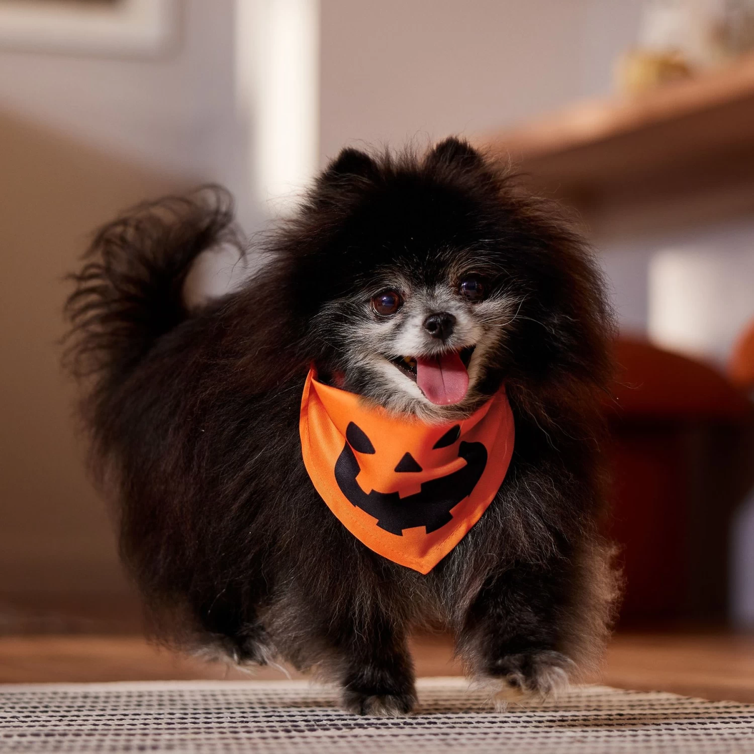 Frisco Jack O' Lantern Pumpkin Dog & Cat Bandana 7 Frisco Jack O' Lantern Pumpkin Dog & Cat Bandana - Image 5