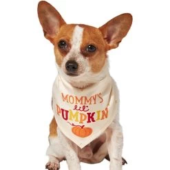 Frisco Mommy's Lil Pumpkin Dog & Cat Bandana 11 Frisco Mommy's Lil Pumpkin Dog & Cat Bandana -Frisco 158936 PT2. AC SS1800 V1689629423