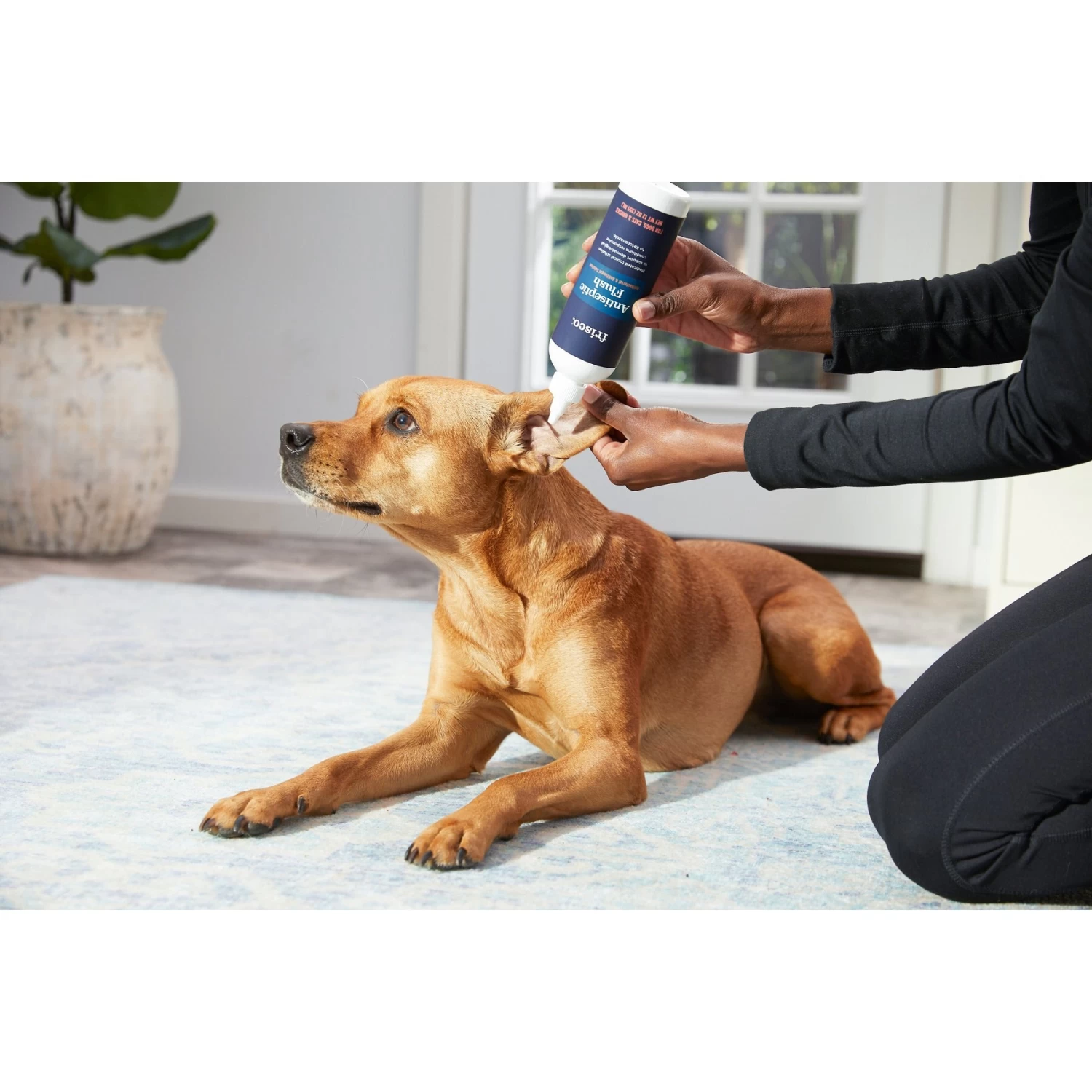 Frisco Anti-Bacterial And Anti-Fungal Ear Flush Cleaner For Cats & Dogs, 12-oz Bottle 6 Frisco Anti-Bacterial And Anti-Fungal Ear Flush Cleaner For Cats & Dogs, 12-oz Bottle - Image 4