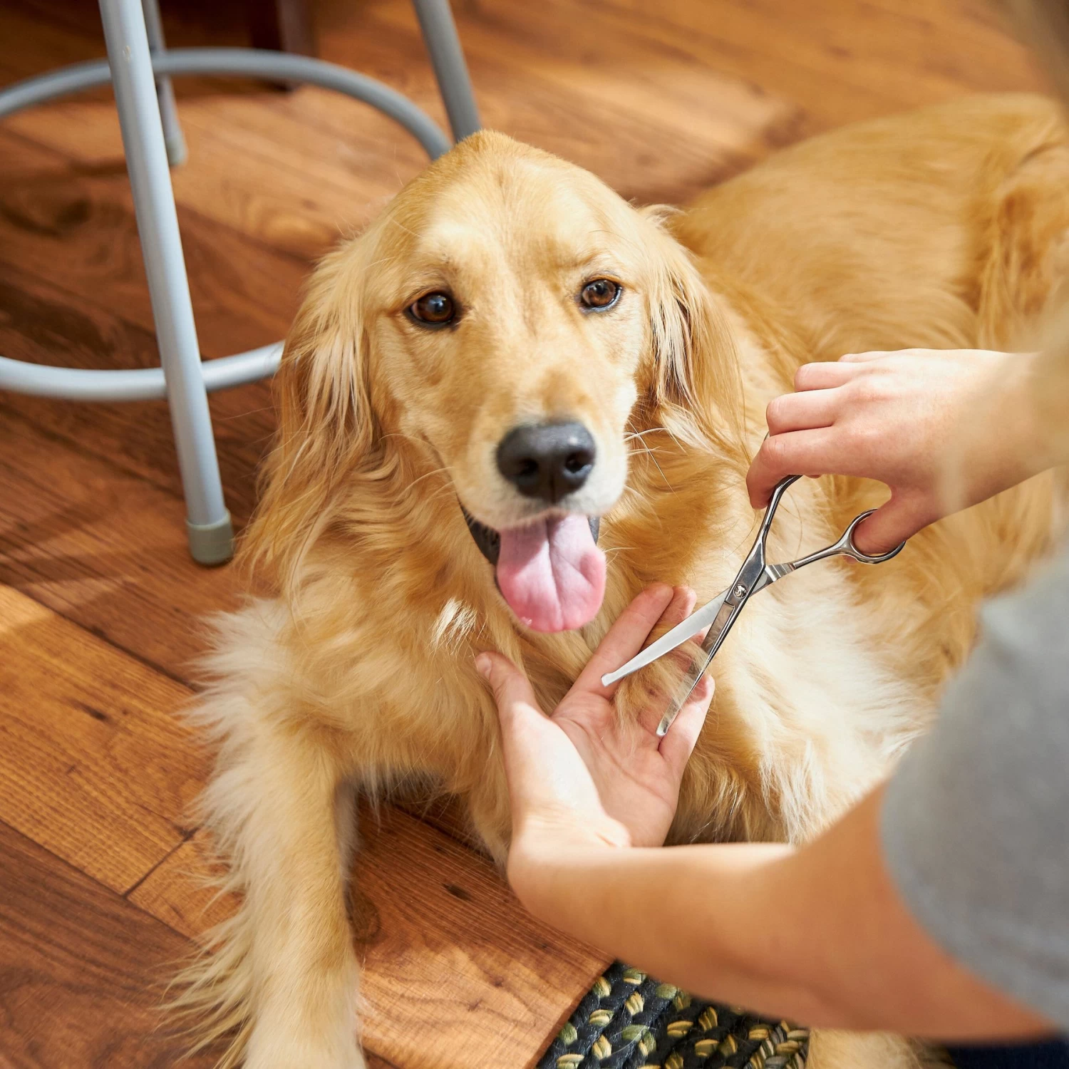 Frisco Curved-Tip Dog & Cat Shears 6 Frisco Curved-Tip Dog & Cat Shears - Image 4