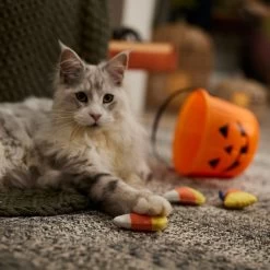 Frisco Halloween Candy Corn Plush Cat Toy With Catnip -Frisco 218645 PT3. AC SS1800 V1689878929