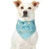 Frisco It's My Birthday Dog & Cat Bandana, Blue -Frisco 248697 MAIN. AC SS1800 V1633058781