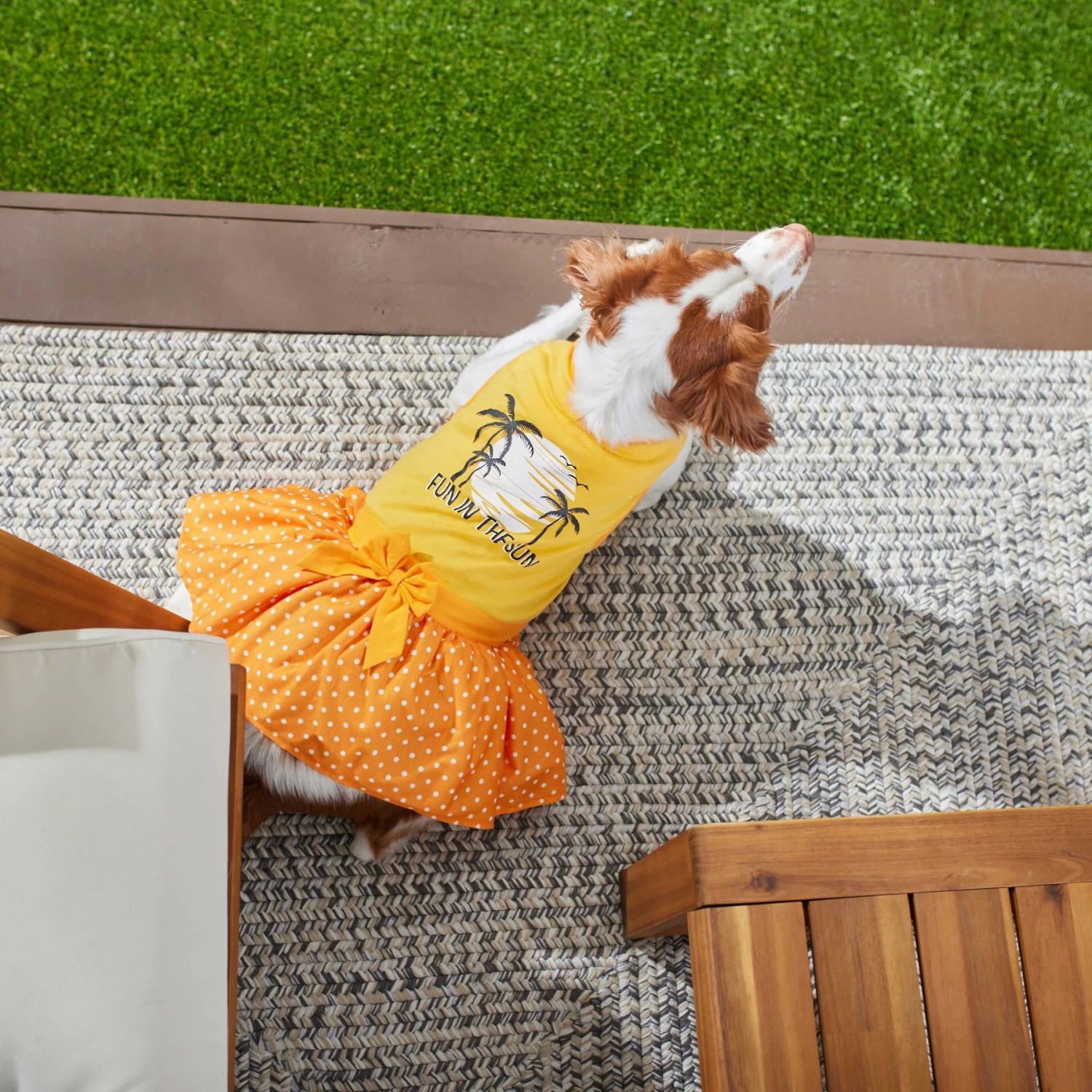 Frisco Fun In The Sun Dog & Cat Dress 7 Frisco Fun In The Sun Dog & Cat Dress - Image 5