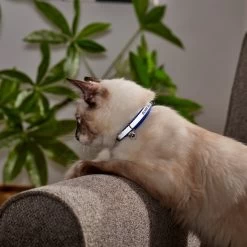 Frisco Polyester Personalized Reflective Cat Collar With Bell -Frisco 276752 PT5. AC SS1800 V1619462858
