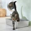 Frisco Stainless Steel Cat Litter Box 2 Frisco Stainless Steel Cat Litter Box -Frisco 309857 MAIN. AC SS1800 V1675279582