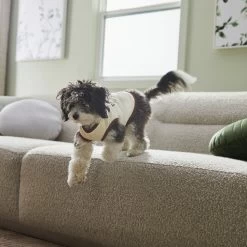 Frisco Problem Child Dog & Cat T-Shirt -Frisco 312064 PT5. AC SS1800 V1673303462