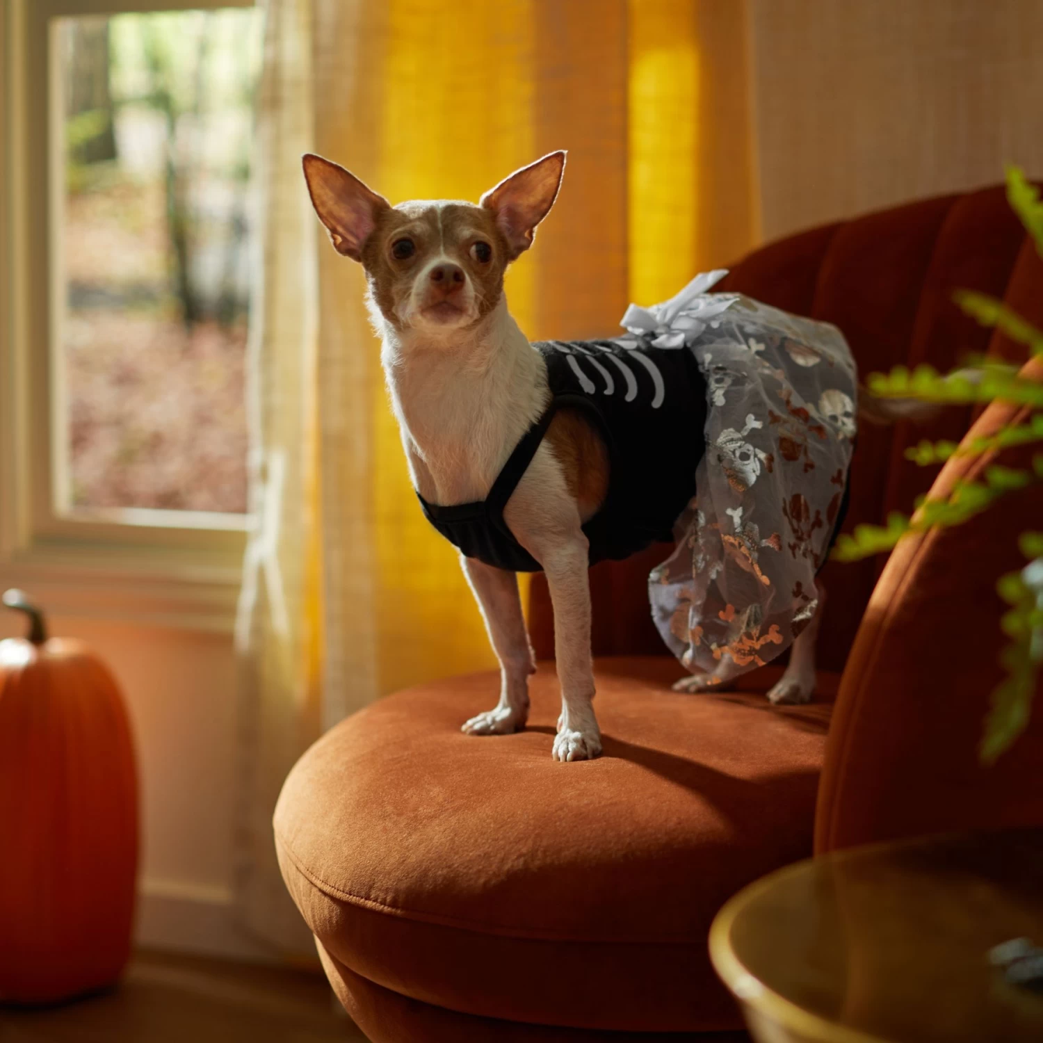 Frisco Silver Metallic Skull Dog & Cat Dress 7 Frisco Silver Metallic Skull Dog & Cat Dress - Image 5