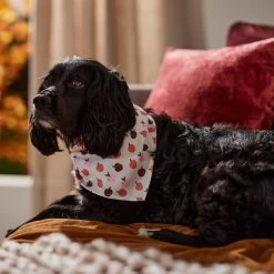 Frisco Apple Dog & Cat Bandana 16 Frisco Apple Dog & Cat Bandana -Frisco 353786 PT6. AC SS1800 V1660749688