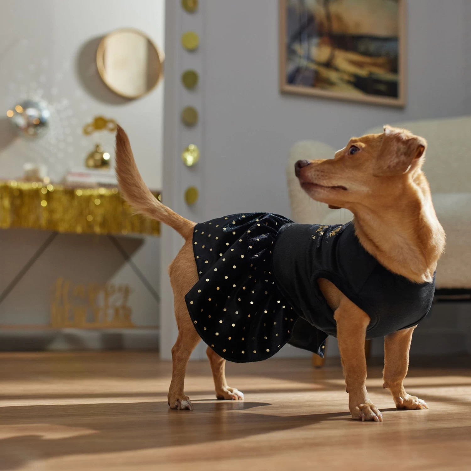 Frisco Kiss Me At Midnight Dog & Cat Dress 8 Frisco Kiss Me At Midnight Dog & Cat Dress - Image 6