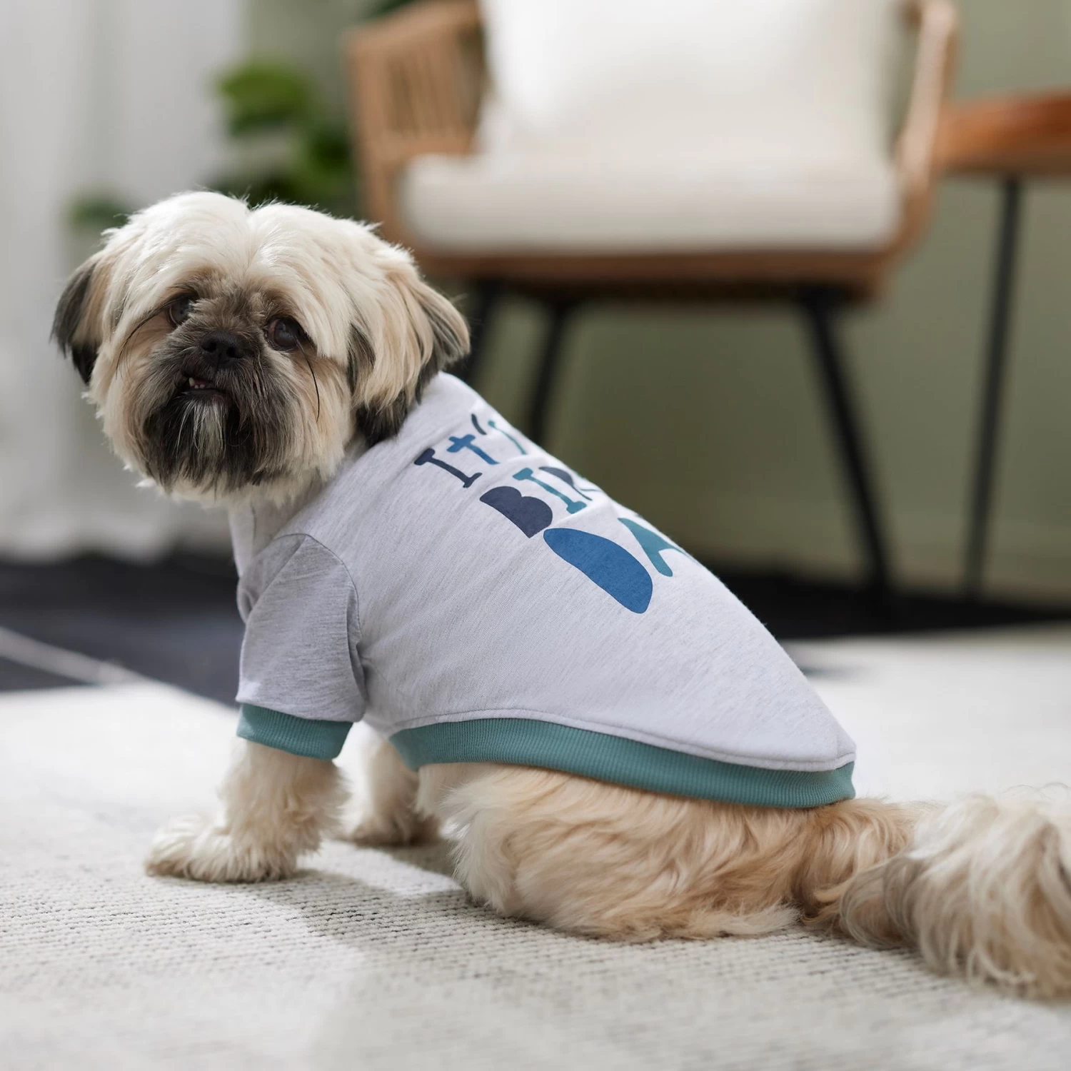 Frisco It's My Birth Day Dog & Cat T-Shirt 8 Frisco It's My Birth Day Dog & Cat T-Shirt - Image 6