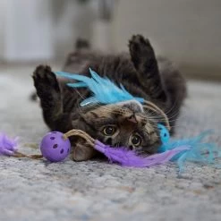 Frisco Feather & Play Plastic Balls Cat Toy, 2 Count 8 Frisco Feather & Play Plastic Balls Cat Toy, 2 Count -Frisco 525998 PT3. AC SS1800 V1669148124