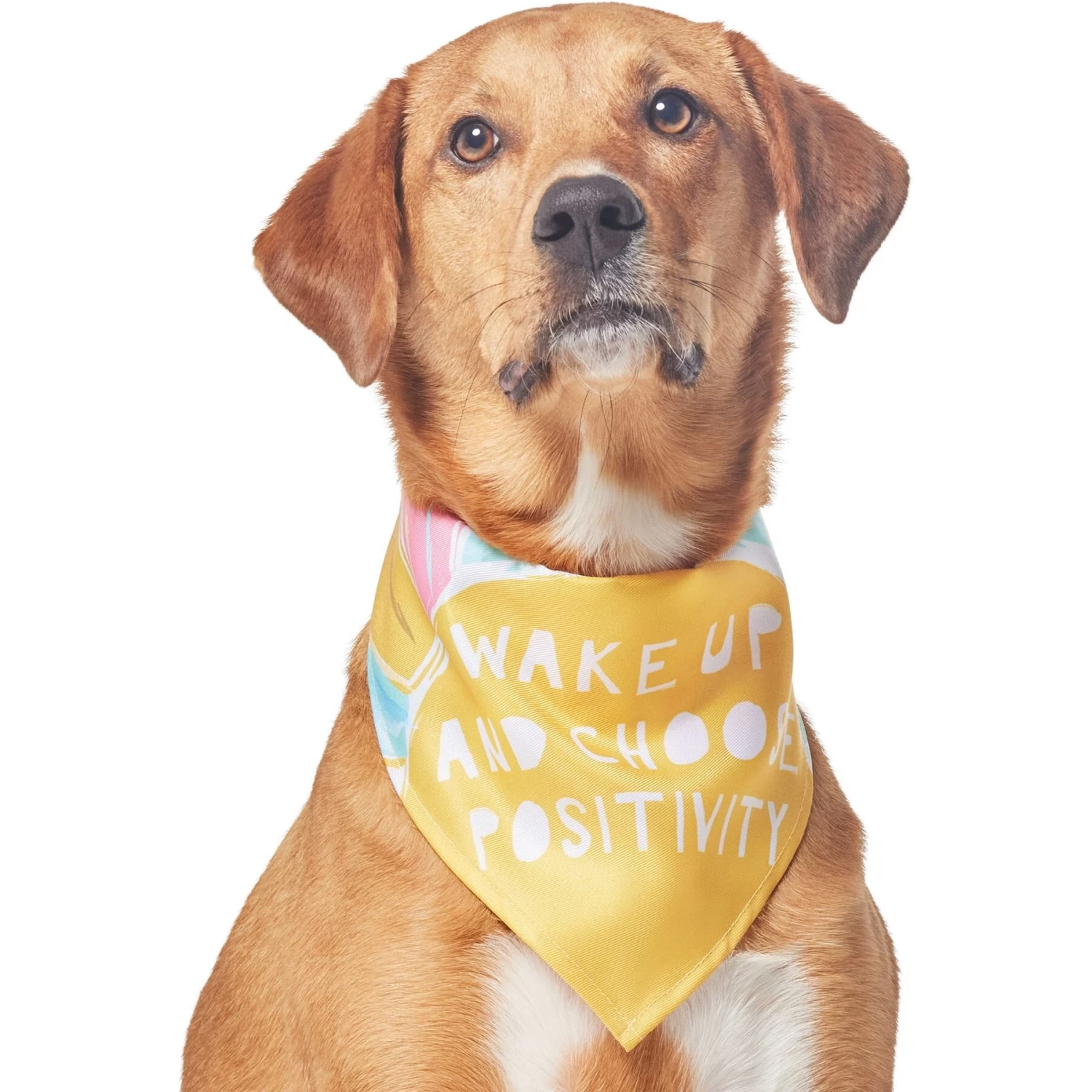 Frisco Wake Up Positive Dog & Cat Bandana 6 Frisco Wake Up Positive Dog & Cat Bandana - Image 4