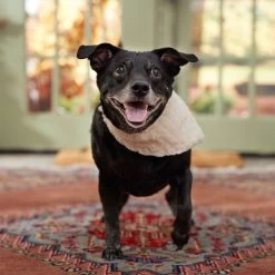 Frisco Solid Faux Fur Dog & Cat Bandana 13 Frisco Solid Faux Fur Dog & Cat Bandana -Frisco 733878 PT6. AC SS1800 V1692378974