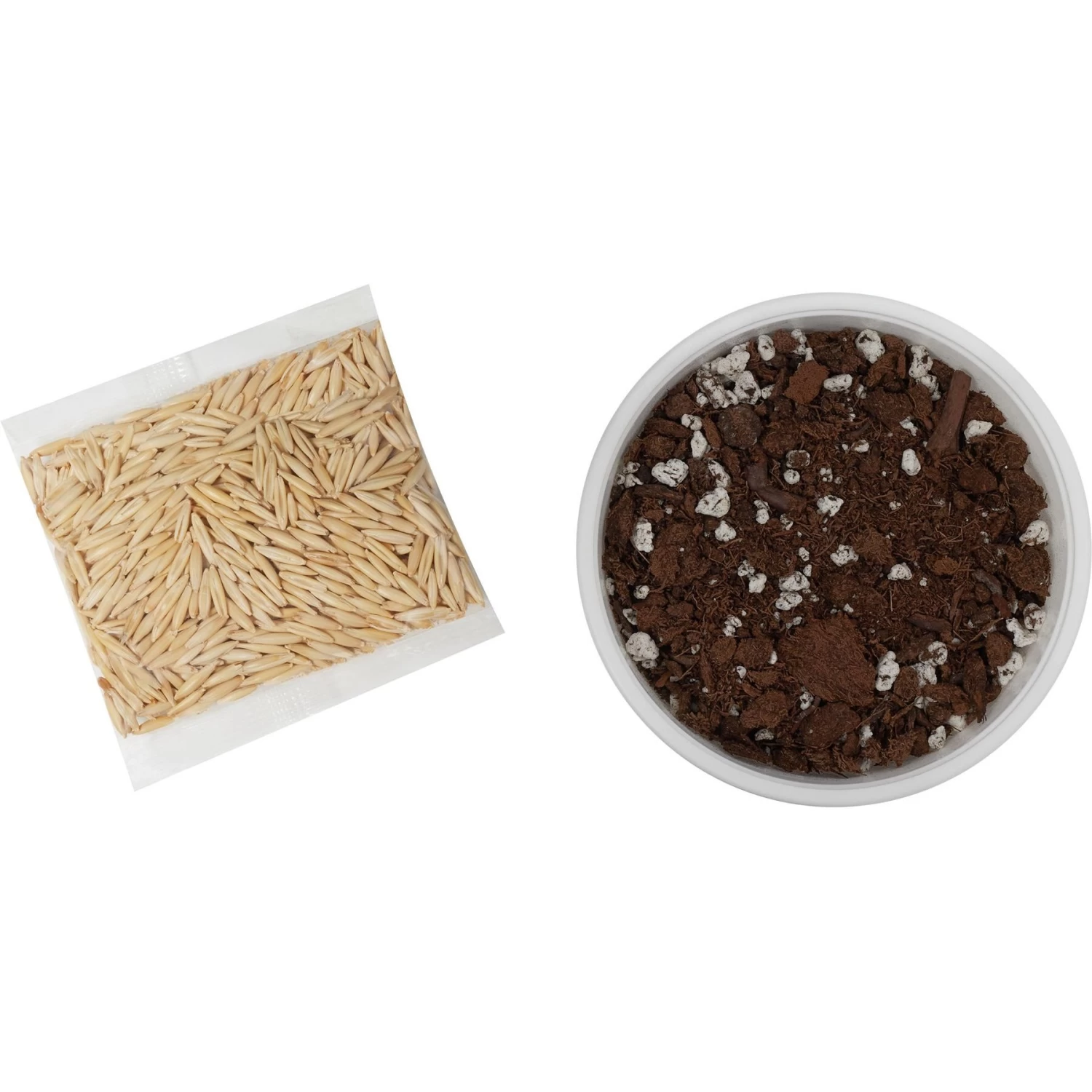 Frisco Natural Cat Grass Growing Kit 4 Frisco Natural Cat Grass Growing Kit - Image 2