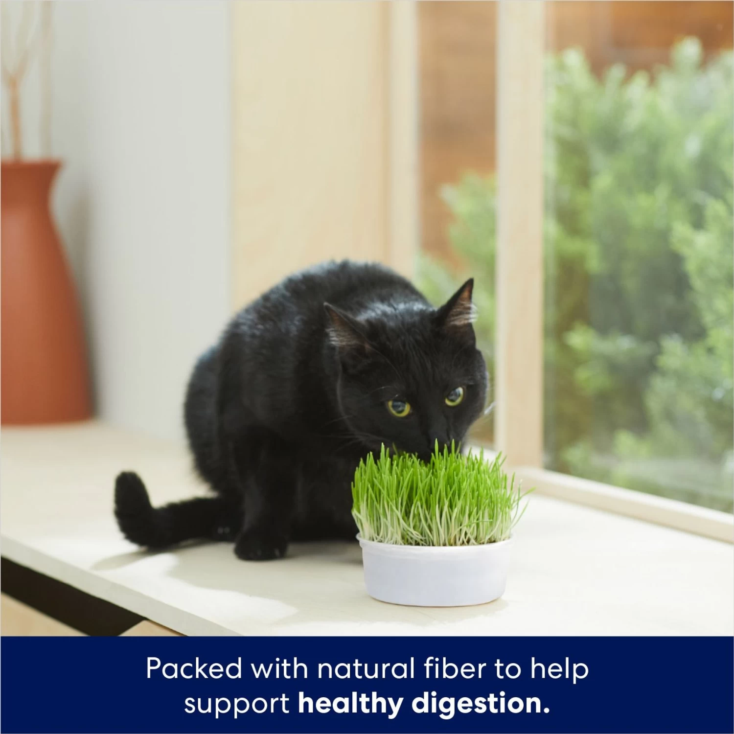 Frisco Natural Cat Grass Growing Kit 6 Frisco Natural Cat Grass Growing Kit - Image 4